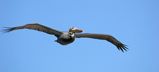 Brown pelican in flight in North Carolina.