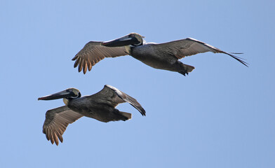 Pelicans in flight over the North Carolina coast.