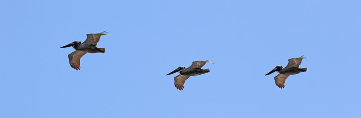 Brown pelican in flight in North Carolina.