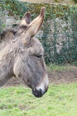 Fototapeta premium âne Catalan