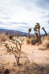 cactus and Joshua trees