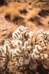 cactus in desert