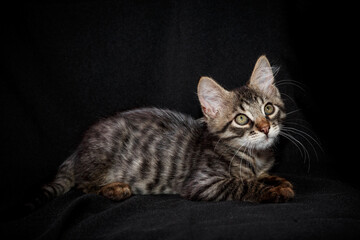 Cute kitten with bright beautiful eyes. Red little kitten of mixed breed on a black background in the studio.