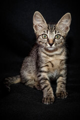 Cute kitten with bright beautiful eyes. Red little kitten of mixed breed on a black background in the studio.