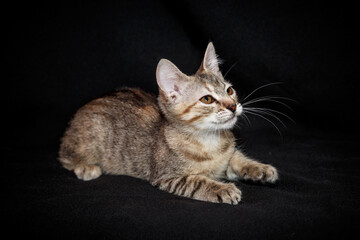 Cute kitten with bright beautiful eyes. Red little kitten of mixed breed on a black background in the studio.