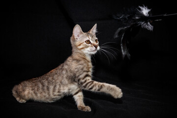 Cute kitten with bright beautiful eyes. Red little kitten of mixed breed on a black background in the studio.