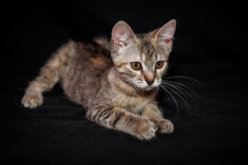 Fototapeta na wymiar Cute kitten with bright beautiful eyes. Red little kitten of mixed breed on a black background in the studio.