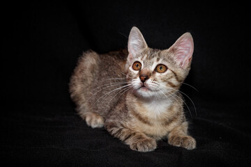 Cute kitten with bright beautiful eyes. Red little kitten of mixed breed on a black background in the studio.