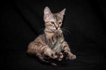 Obraz premium Cute kitten with bright beautiful eyes. Red little kitten of mixed breed on a black background in the studio.
