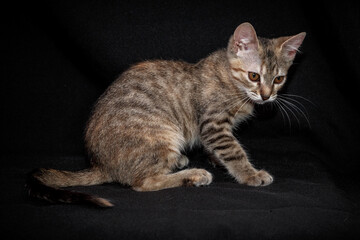 Cute kitten with bright beautiful eyes. Red little kitten of mixed breed on a black background in the studio.