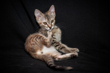 Cute kitten with bright beautiful eyes. Red little kitten of mixed breed on a black background in the studio.