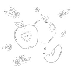 Vector Illustration, Black Outline of Apple with Leaves and Blossoms on White Background