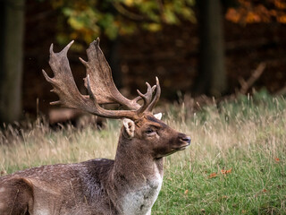 A portrait of a male fallow deer lying on a forest meadow