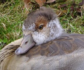 Nahaufnahme eines Nilgans Küken