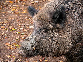portrait of a wild boar, in autumn
