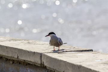 The young marine seagull on a background of water with shine in the form of bokeh.