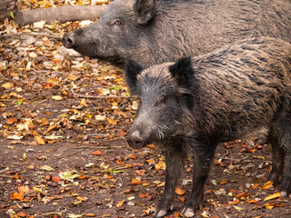 two wild boars in autumn