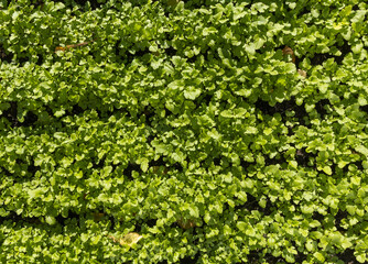Plant background in the form of young green shoots of vegetable farm crops.