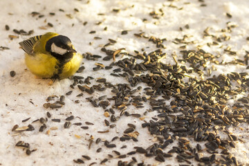 Titmouse eats sunflower seeds in the morning rays of the rising spring sun.