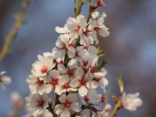 bonito ramo flora de almendro con flores de pétalos blancos y pistilos y anteras de color rosa, lérida, españa, europa