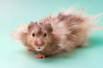 A large Syrian hamster of gray color on a blue background. Long coat