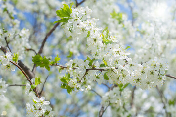 Abstract background - a blooming branch of an apple tree and a defocused background.