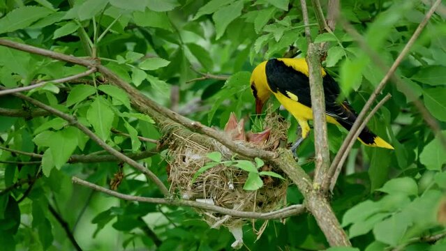Eurasian golden oriole (Oriolus oriolus), bird feeding babies in nest