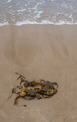 Brown seaweed on the sand of the sea