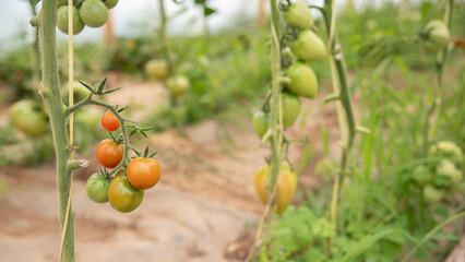 Red and green tomatoes in the organic vegetable garden with blurred background