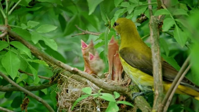 Eurasian golden oriole (Oriolus oriolus), bird feeding babies in nest