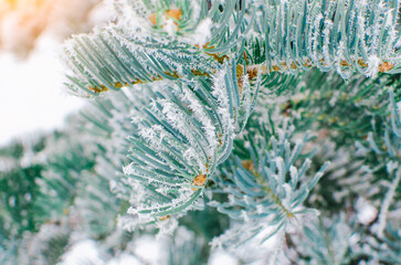Branches of blue spruce is covered with frost, close-up