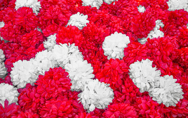 Contrasting background of red and white carnations