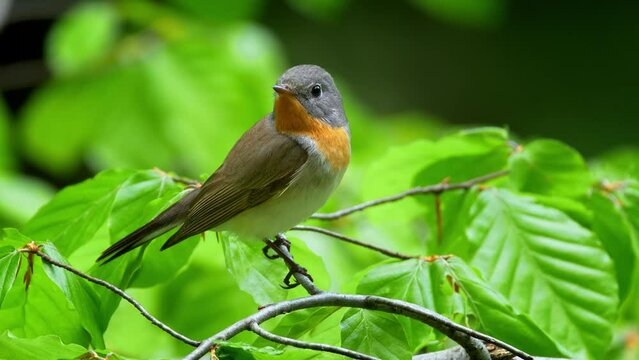 Red-breasted flycatcher (Ficedula parva) in forest