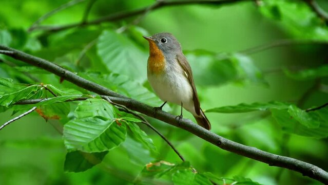 Red-breasted flycatcher (Ficedula parva) call, bird singing