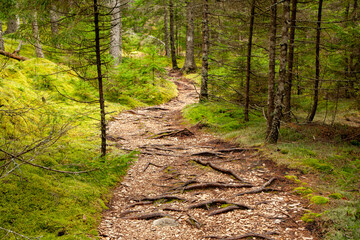 A trail through the woods near Stonington, Maine