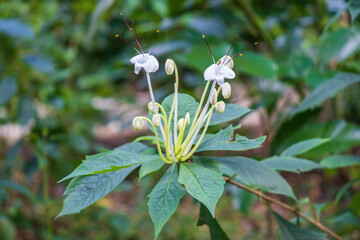 Musical note plant a.k.a. morning kiss (Rotheca incisa) - Florida, USA