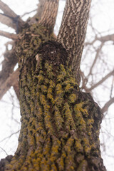 A closeup of a mossy tree trunk going up from a low angle. Misty sky