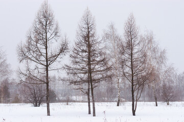 Three leafless trees during a misty snowy winter. Dark sillouettes of trees