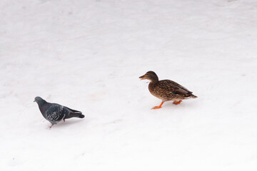 An orange duck and a pigeon walking in line on a white clear snow during a winter