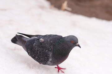 A closeup of a pigeon with a bright red eye on the white snow
