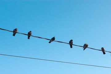 Several birds are sitting on a wire against a clear bue sky. Pigeons on a powerline