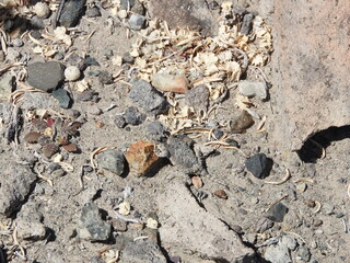 A pygmy short-horned lizard camouflaged within the desert environment, Mineral County, Nevada.