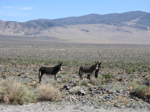 Wild burros living in the Nevada Desert, Mineral County, Nevada.