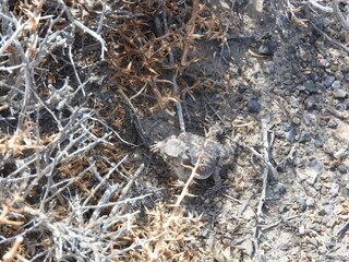 A pygmy short-horned lizard camouflaged within the desert environment, Mineral County, Nevada.