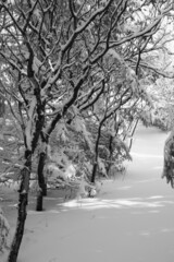 Nature Trees Winter Snow