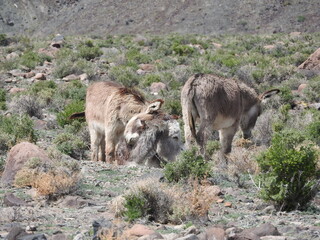 Two younger wild burros showing compassion towards the older burro resting on the desert floor. They would take turns rubbing all over their loved one. Marietta, Mineral County, Nevada.