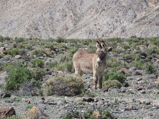 Wild burro living in the Nevada Desert, Mineral County, Nevada. 