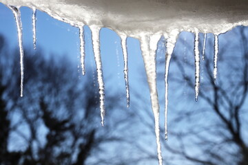 Icicles with melting drops falling on a sunny winter day