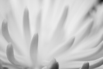 Macro Flower Black and white
