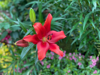 Fototapeta premium red lily in the garden